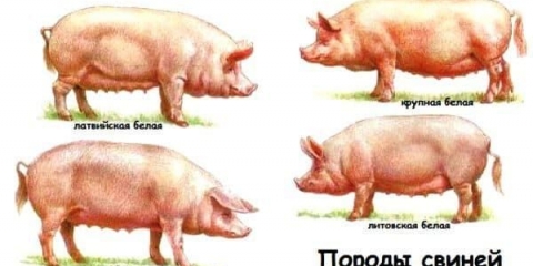 Koje su masne pasmine svinja uobičajene u rusiji